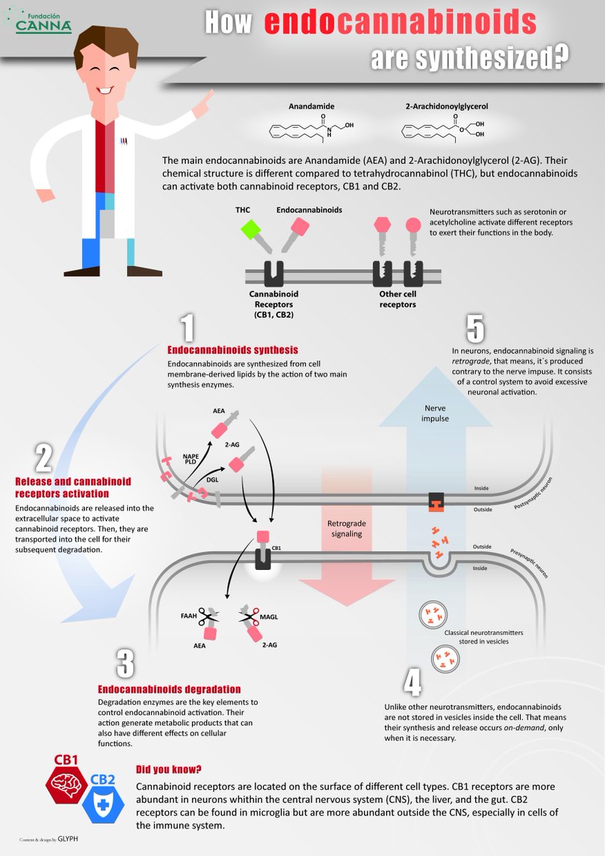 Today we inaugurate a series of infographics that will easily explain some complex issues around the #cannabis plant. You can download all our new infographics in the new section of our website.
Today: How #endocannabinoids are produced.