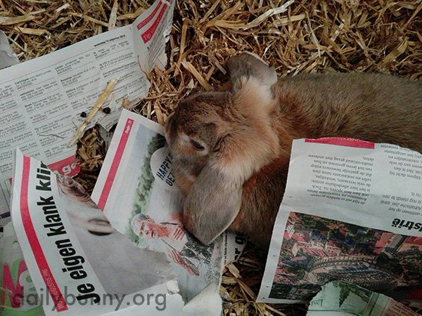 TheDailyBunny's tweet photo. Bunny's been doing a very thorough job of reading the newspaper: https://t.co/f6aNYdaP30 https://t.co/HJPsaO9jv0