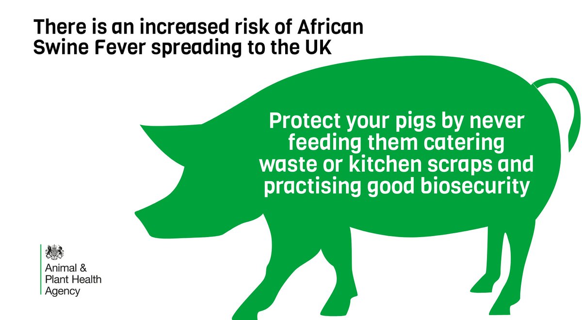 APHAgovuk's tweet image. #ASF #pighealth #pigkeepers As African swine fever has reached Belgium, what are you doing to protect your pigs? For more information on ASF and guidance on how you can prevent disease see: gov.uk/guidance/afric…