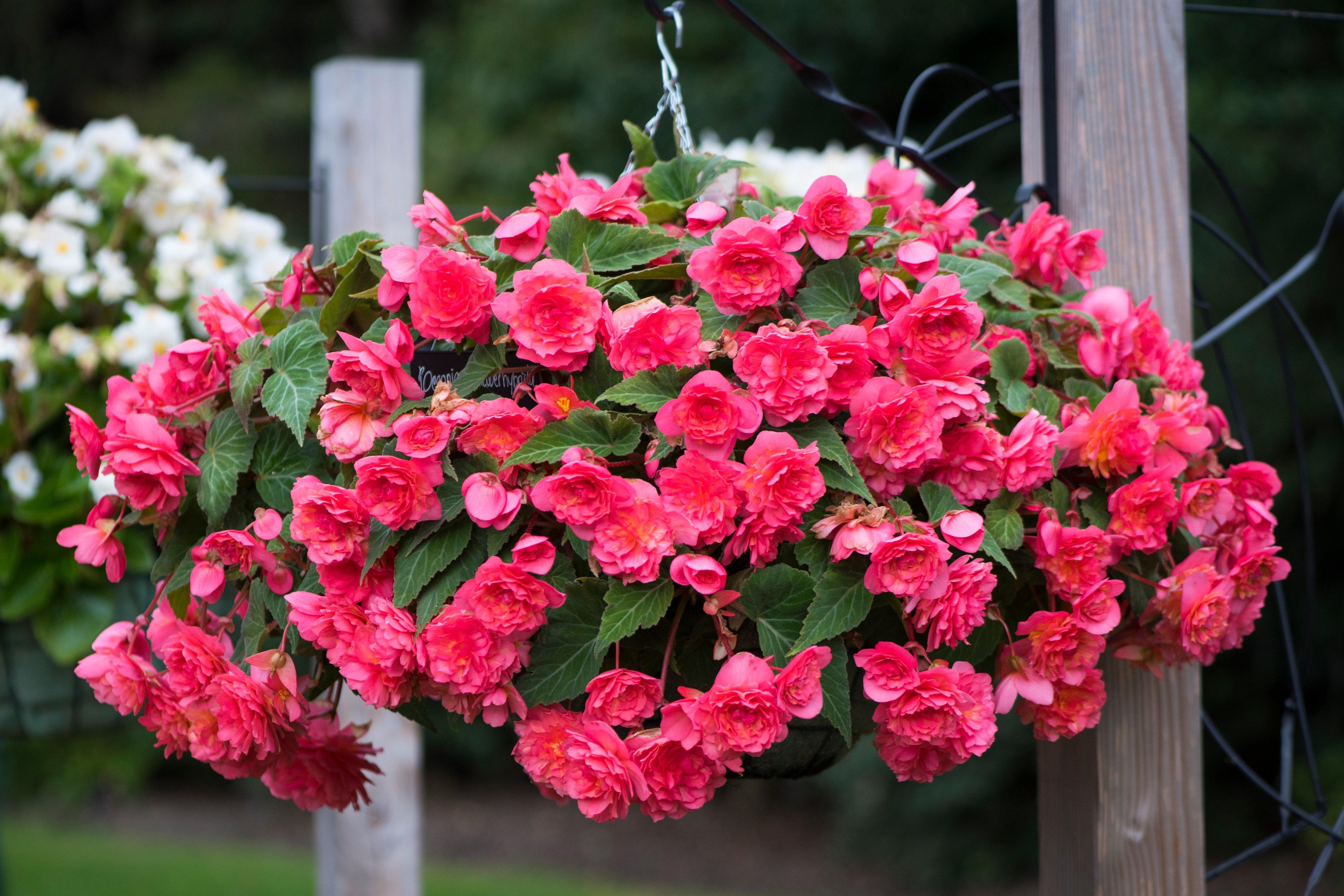 Ballarats Begonias