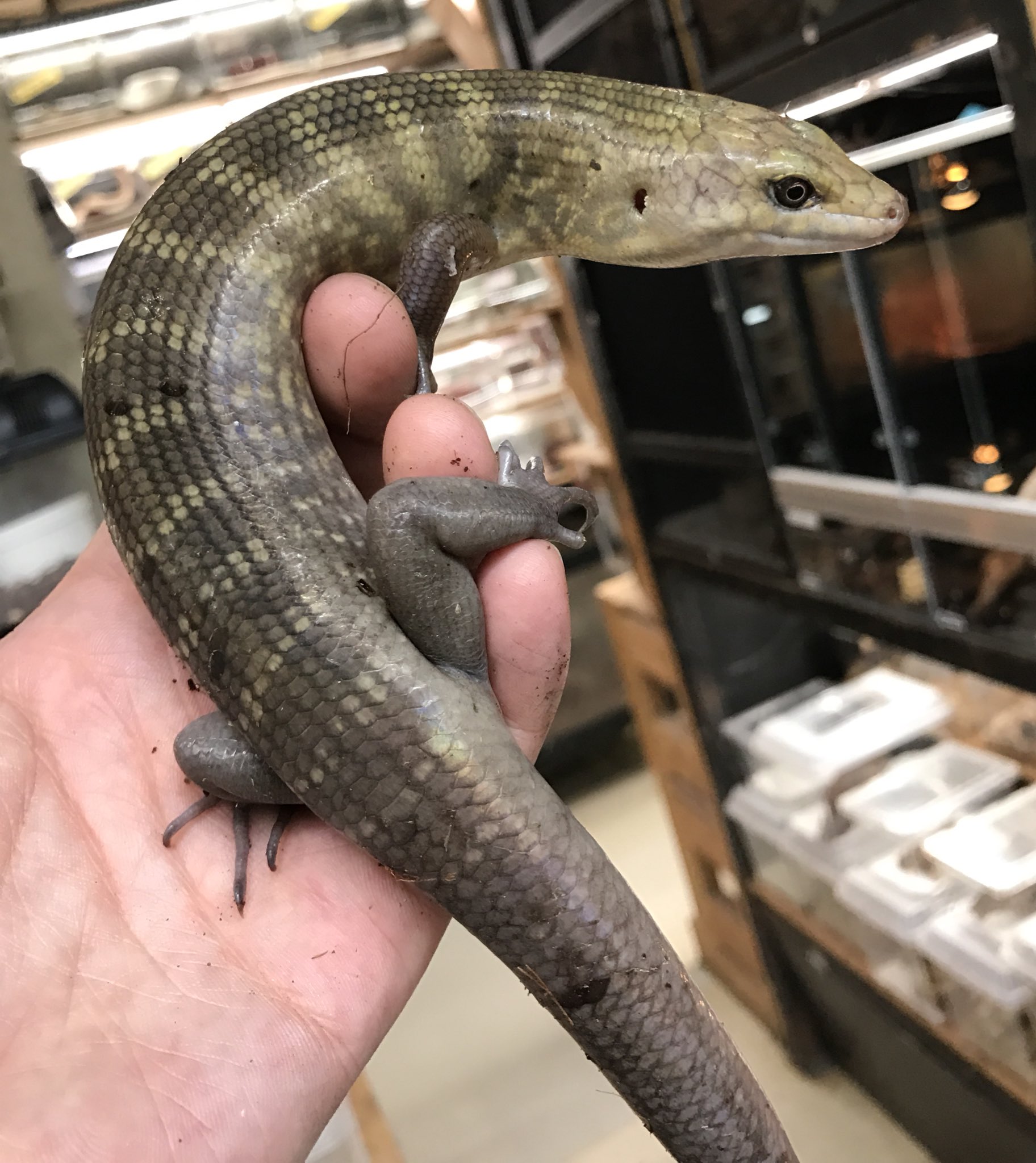 トロピカル・ジェム工藤 on Twitter 