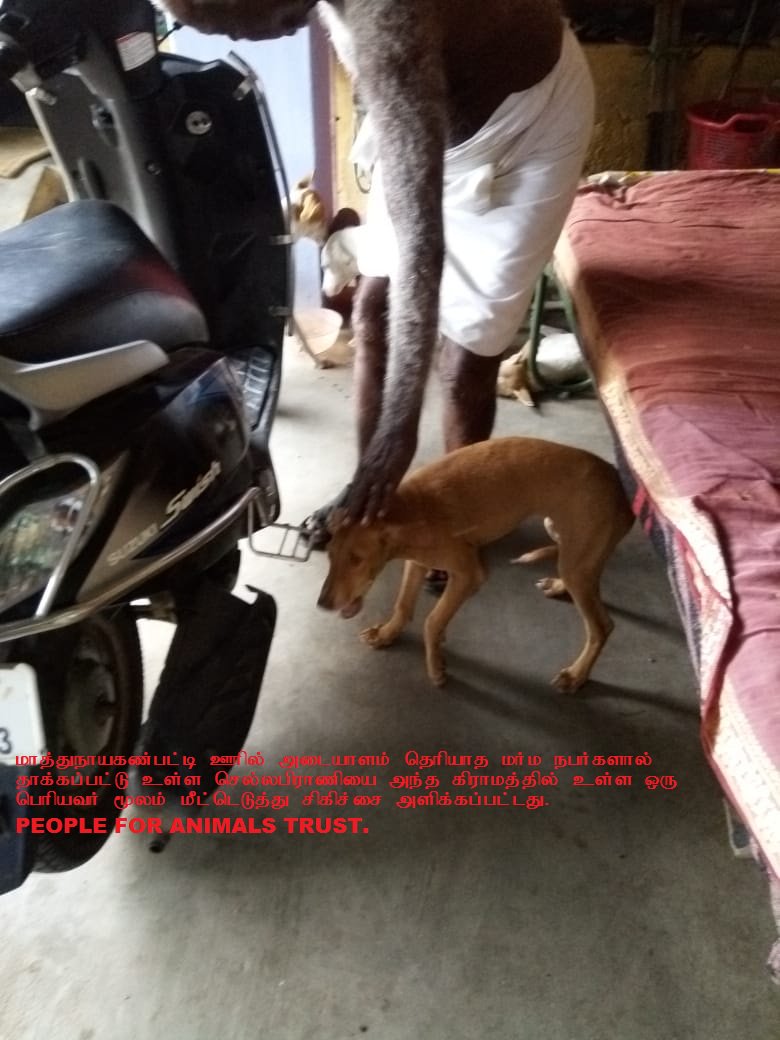 animals4vnr's tweet photo. The pet was attacked by an unidentified my sterious man in India in Tamilnadu in Virudhunagar district Maathunayakanpatti village by large resident of the village https://t.co/CGWYrGIuxh