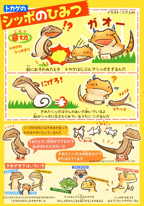 Popular Tweets Of ツク之助 フトアゴ絵本発売中 1 Whotwi Graphical Twitter Analysis Popular Tweets Of ツク之助 フトアゴ絵本発売中 1 Whotwi Graphical Twitter Analysis