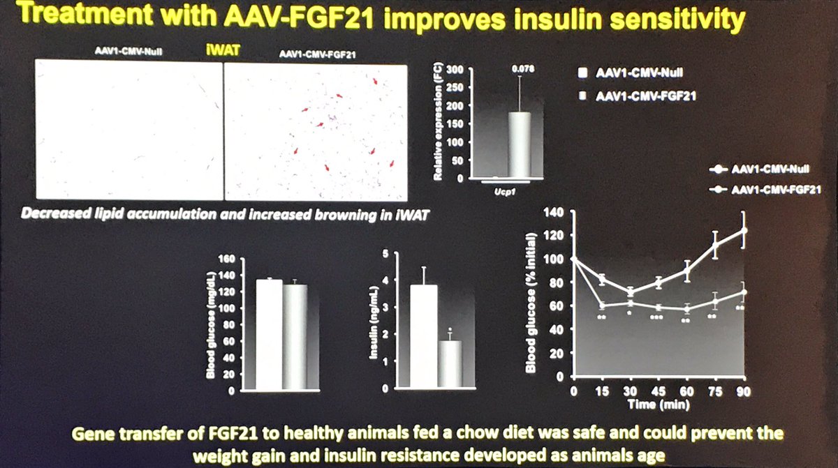 ManuelSerranoQ1's tweet photo. #EASD18 vendrá la cura la DM2 por parte de la ingeniería genética❓⁉️. La dra Fatima Bosch ha presentado resultados claros sobre ratones obesos actuando sobre hígado graso, tejido adiposo y muscular @SAEDYN_ @SEDiabetes https://t.co/IZXk1AFmwi