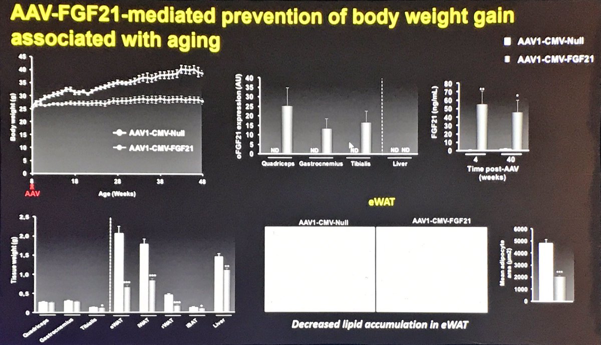 ManuelSerranoQ1's tweet photo. #EASD18 vendrá la cura la DM2 por parte de la ingeniería genética❓⁉️. La dra Fatima Bosch ha presentado resultados claros sobre ratones obesos actuando sobre hígado graso, tejido adiposo y muscular @SAEDYN_ @SEDiabetes https://t.co/IZXk1AFmwi
