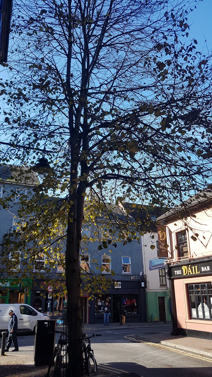 When nature is the star of the street 🌳🍁