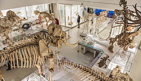 MuseumsAssoc's tweet image. This month, MJ heads to Cambridge to review @ZoologyMuseum, as well as checking out the redeveloped @stalbansmuseums and @NPG's Michael Jackson: On The Wall exhibition: mus.ms/2GyBi7T #museums #ukmuseums #museumsjournal
