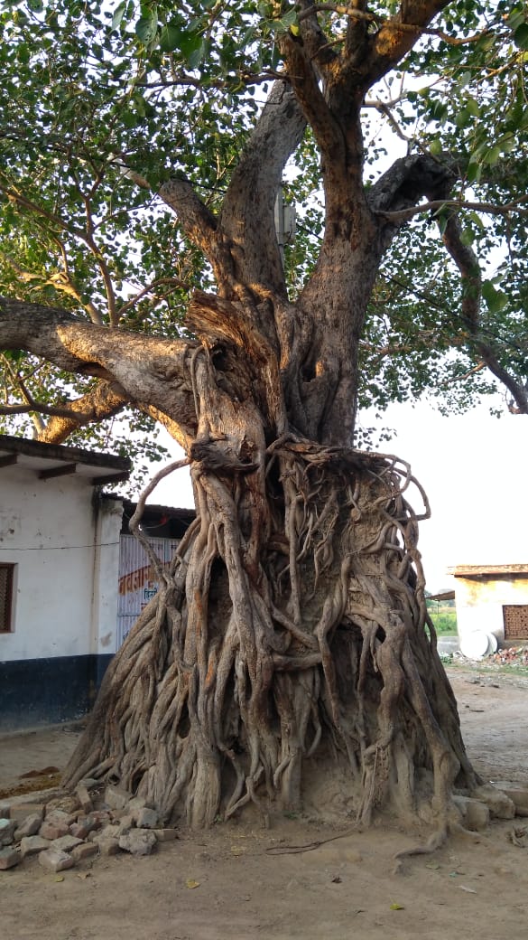 prabhatmisra's tweet image. #GreatTree of Ficus religiosa in Lalau village (Block Firozabad, District Firozabad, #UP, #India). Mrs Chandrakanti Dubey told that she is looking this tree with same girth as it was when she got married in 1952 &amp;amp; caring this 200-300 years old tree. #RiseForClimate &amp;amp; #SaveTrees.