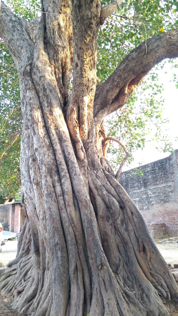 prabhatmisra's tweet image. #GreatTree of Ficus religiosa in Lalau village (Block Firozabad, District Firozabad, #UP, #India). Mrs Chandrakanti Dubey told that she is looking this tree with same girth as it was when she got married in 1952 &amp;amp; caring this 200-300 years old tree. #RiseForClimate &amp;amp; #SaveTrees.