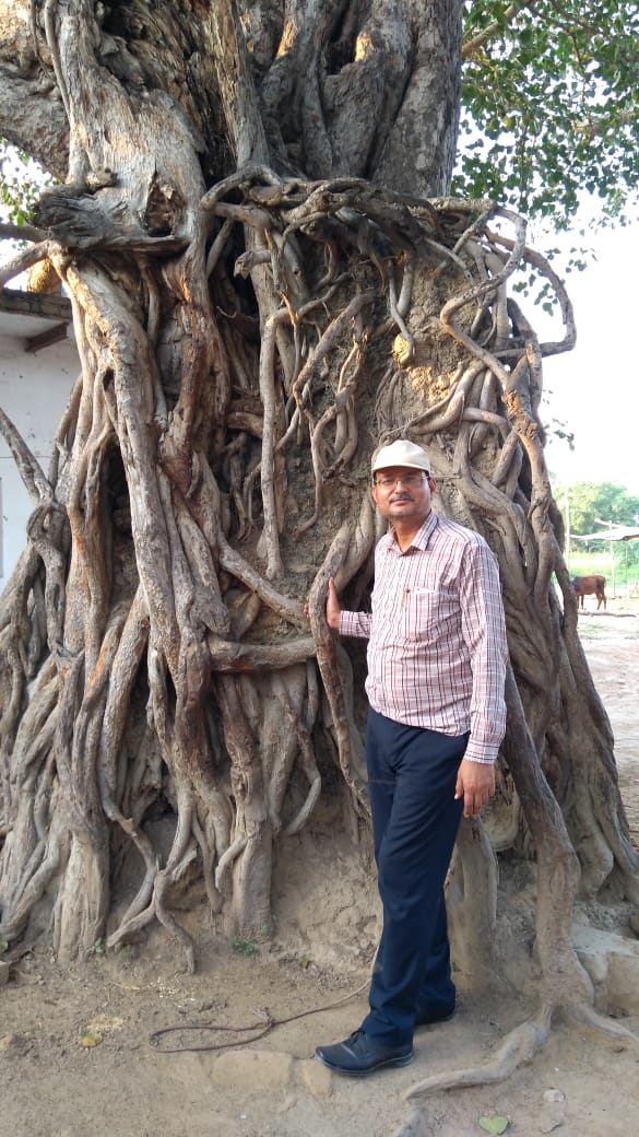prabhatmisra's tweet image. #GreatTree of Ficus religiosa in Lalau village (Block Firozabad, District Firozabad, #UP, #India). Mrs Chandrakanti Dubey told that she is looking this tree with same girth as it was when she got married in 1952 &amp;amp; caring this 200-300 years old tree. #RiseForClimate &amp;amp; #SaveTrees.