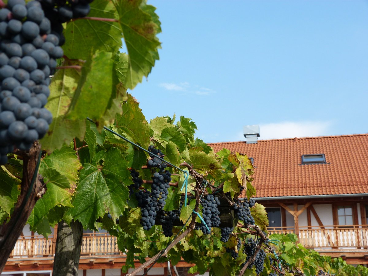 Gleboczek_Hotel's tweet photo. Już jutro świętujemy Winobranie w Głęboczek Vine Resort&amp;SPA! Czekamy na 
 #winobranie #głęboczek #hotelspa #weekendspa #wino #wine #sommelier #akademiawina #winnica #degustacjawina #grapes #winogrona https://t.co/Hx73Y9MWrn
