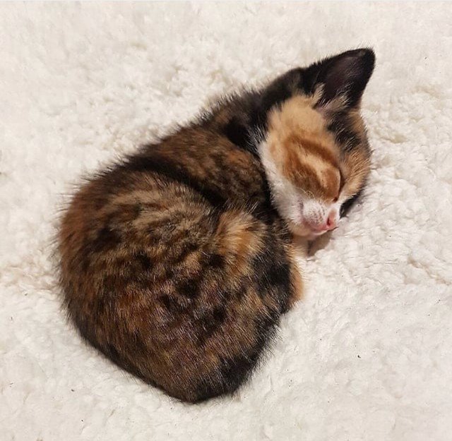 CatsDaily247's tweet photo. https://t.co/oZKpGe39Np Join us ❤️ https://t.co/61MYJPXI9S
