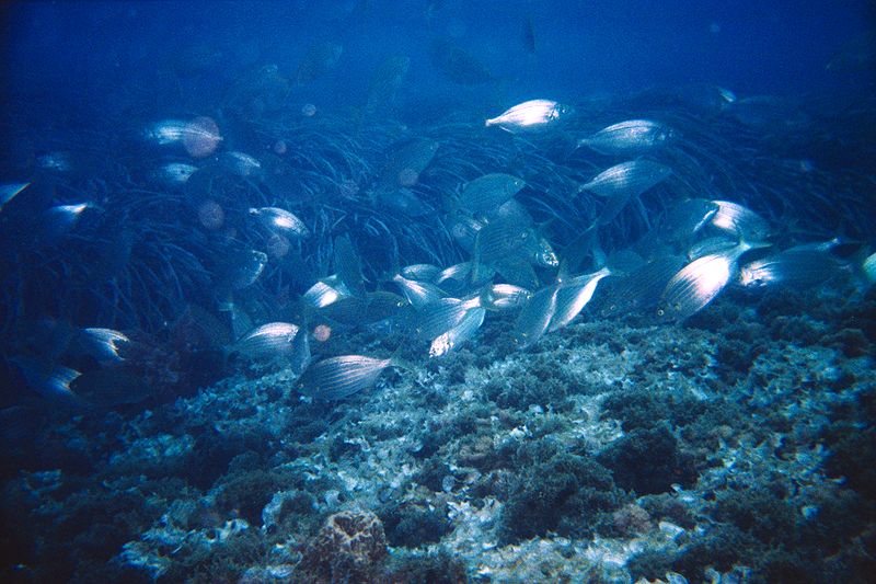 ICMCSIC's tweet photo. Identifiquen les àrees del mar Mediterrani més amenaçades per l‘impacte de l‘activitat humana.
Nou article en @SciReports de @IRBioUB @ICMCSIC i @ebdonana 
https://t.co/9NLr4vsKmR? https://t.co/j8VNOlzk39