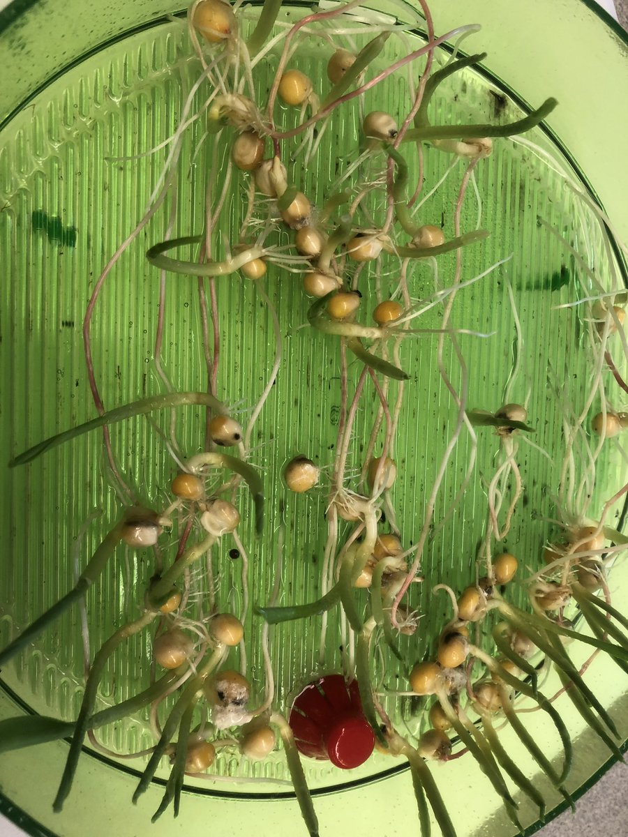 Jennifer L Traversone tweet media