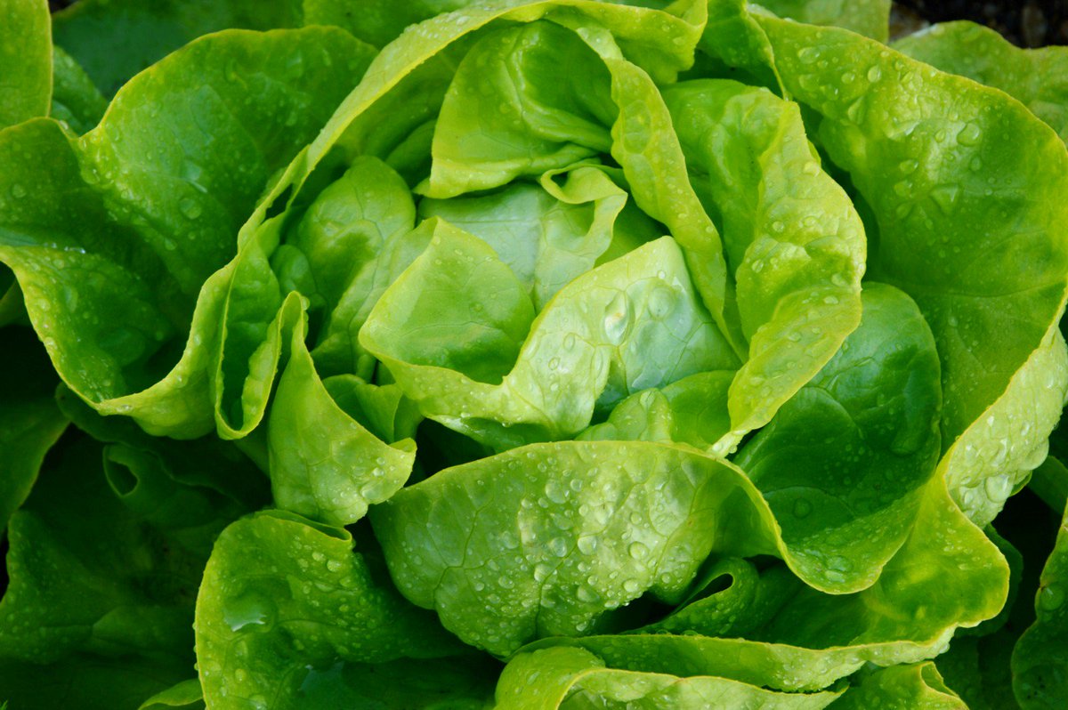 Nutrition2k19's tweet photo. #last few days 
#submit #abstract #avail #speaker #certificate 
#Worldnutrition2018 #Nutrition #Oneday participation $199 USD
#Lunch #Snacks provided 
Avail #speaker #slots soon
#Group #Discounts provided https://t.co/ENZO8lmPk0
