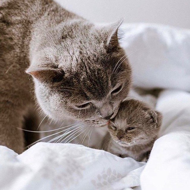 CatsDaily247's tweet photo. https://t.co/oZKpGdLyVR Join us ❤️ https://t.co/MtzWmTv95I