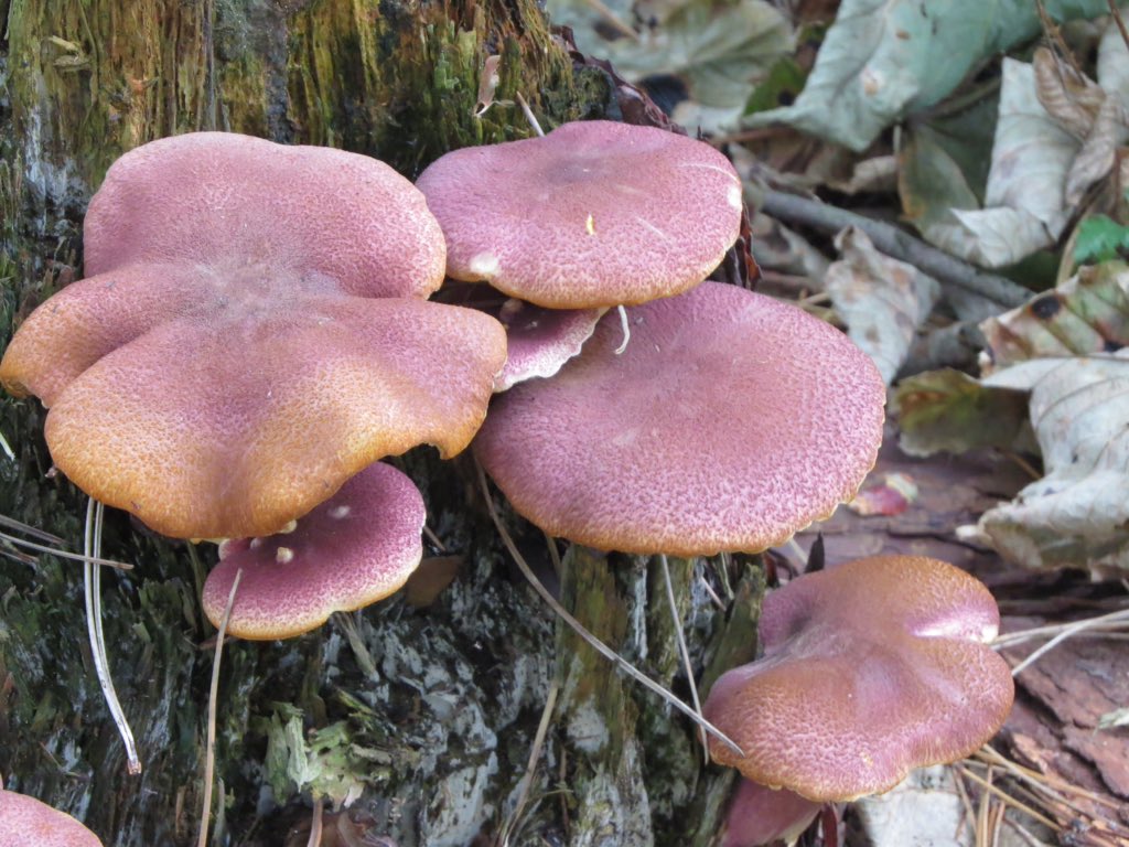 Pete Kinsella (@petekinsella2) on Twitter photo The splendidly named fungus, Plums and Custard - Tricholomopsis rutilans, at Ravenmeols NR, Formby. <a href="/GreenSefton_/">Green Sefton</a> <a href="/BritishFungi/">BritishFungi</a> The splendidly named fungus, Plums and Custard - Tricholomopsis rutilans, at Ravenmeols NR, Formby. <a href="/GreenSefton_/">Green Sefton</a> <a href="/BritishFungi/">BritishFungi</a>