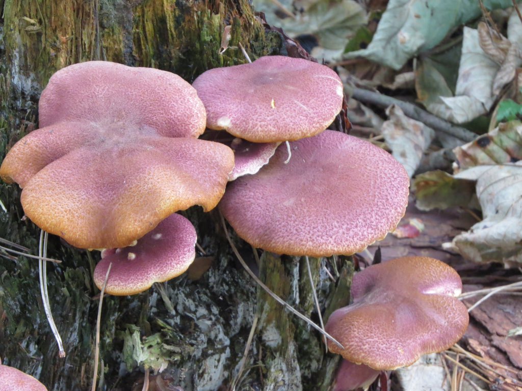 The splendidly named fungus, Plums and Custard - Tricholomopsis rutilans, at Ravenmeols NR, Formby. @GreenSefton_ @BritishFungi