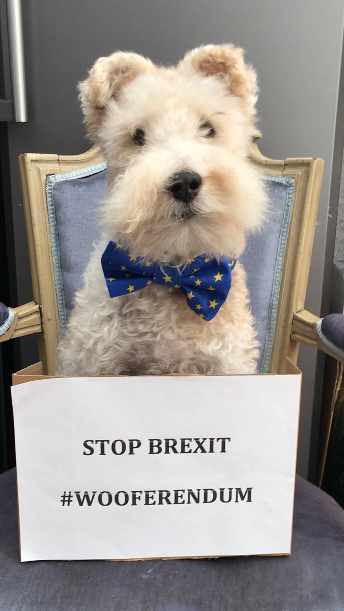 DianaBrusi's tweet image. Hi, my name is Waldo, I was rescued from Spain by @TerrierSOS and because of Freedom of Movement - I found my forever home in the UK - Freedom of Movement is a matter of life and death for dogs like me  - bark back and join the @wooferendum