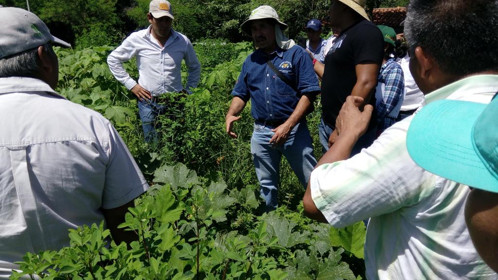 norpsma's tweet image. Recorrido en campo durante el Curso Cobertura y Rotación de Cultivo realizado en La Catalina, San Miguel Tlacamama, Oaxaca #HubPSur @ACCIMMYT @HubPSurCimmyt @rgosingh