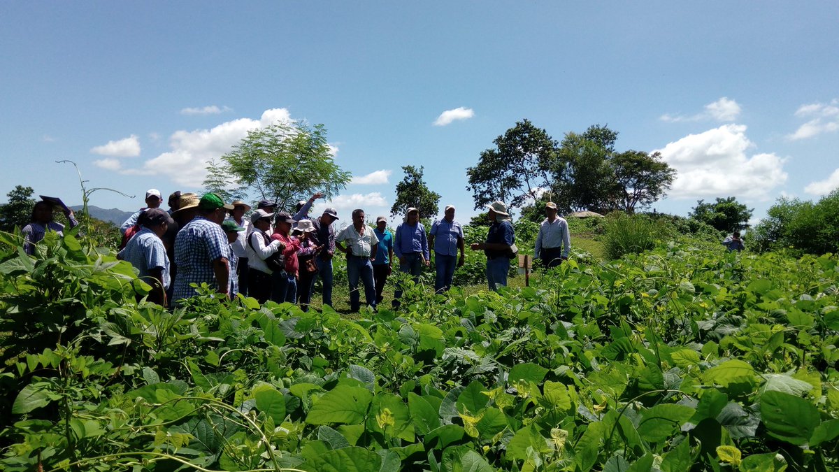 norpsma's tweet image. Recorrido en campo durante el Curso Cobertura y Rotación de Cultivo realizado en La Catalina, San Miguel Tlacamama, Oaxaca #HubPSur @ACCIMMYT @HubPSurCimmyt @rgosingh