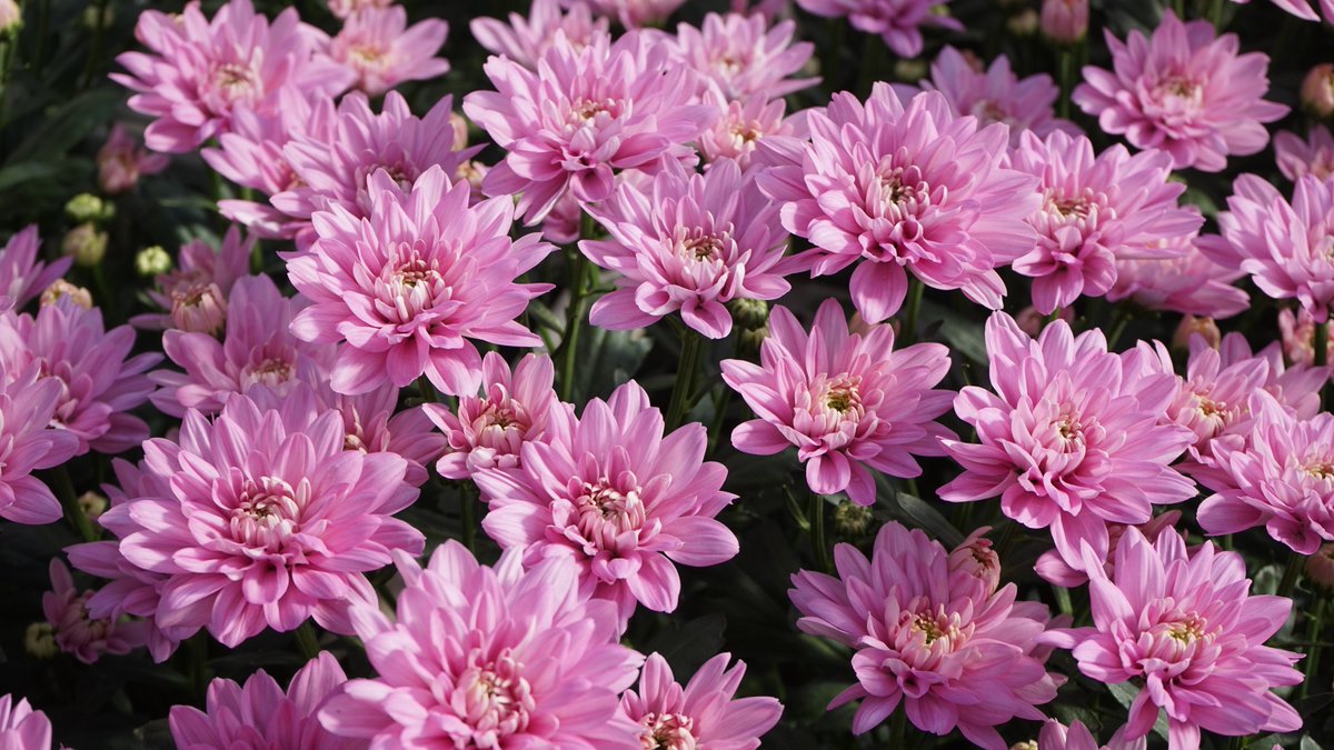 ChrisBFH's tweet photo. Het resultaat bij #Chrysant #Baltica Pink bij kwekerij Linflowers @XandravanTuijl Mede door de biologische bestrijding bestrijden we onze chrysanten tegen ziekte en plagen @Koppert en niet onbelangrijk de hogedruk verneveling voor een intense en frisse kleur zie foto @Deliflor https://t.co/TE7sbAr3ut