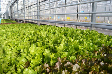 hortidaily's tweet photo. Closer planting, a crispy bite and trio cultivation in lettuce
https://t.co/DtMb9mZ5yk https://t.co/N7wsTmMfUa