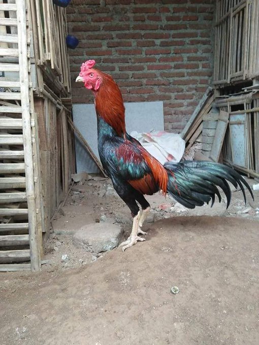 Ayam Bangkok 2019 Super Pukul Saraf Jiling Ko Mati