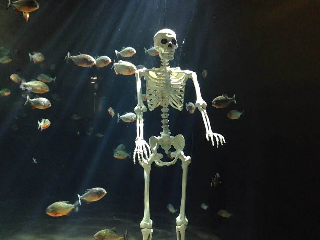 えっ！水槽に骸骨が・・・水族館もハロウィン仕様になってるようだ！！