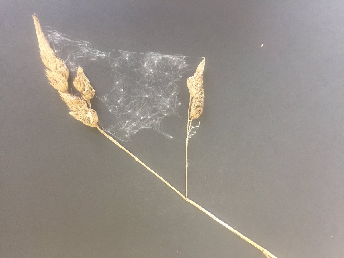 SioMcDonald's tweet image. INVITATION: Breath recordings on 15 October, 1pm – 5pm in TCD Herbarium. Image ‘To Breathe’ Cobweb, dust, thread and seed. Siobhan McDonald 2018
 @TCD_NatSci. More info: tcd.ie/trinity-creati… #TrinityCreativeChallenge #create @tcddublin @tcdglobal @tcdalumni @JenniferMcElwa3