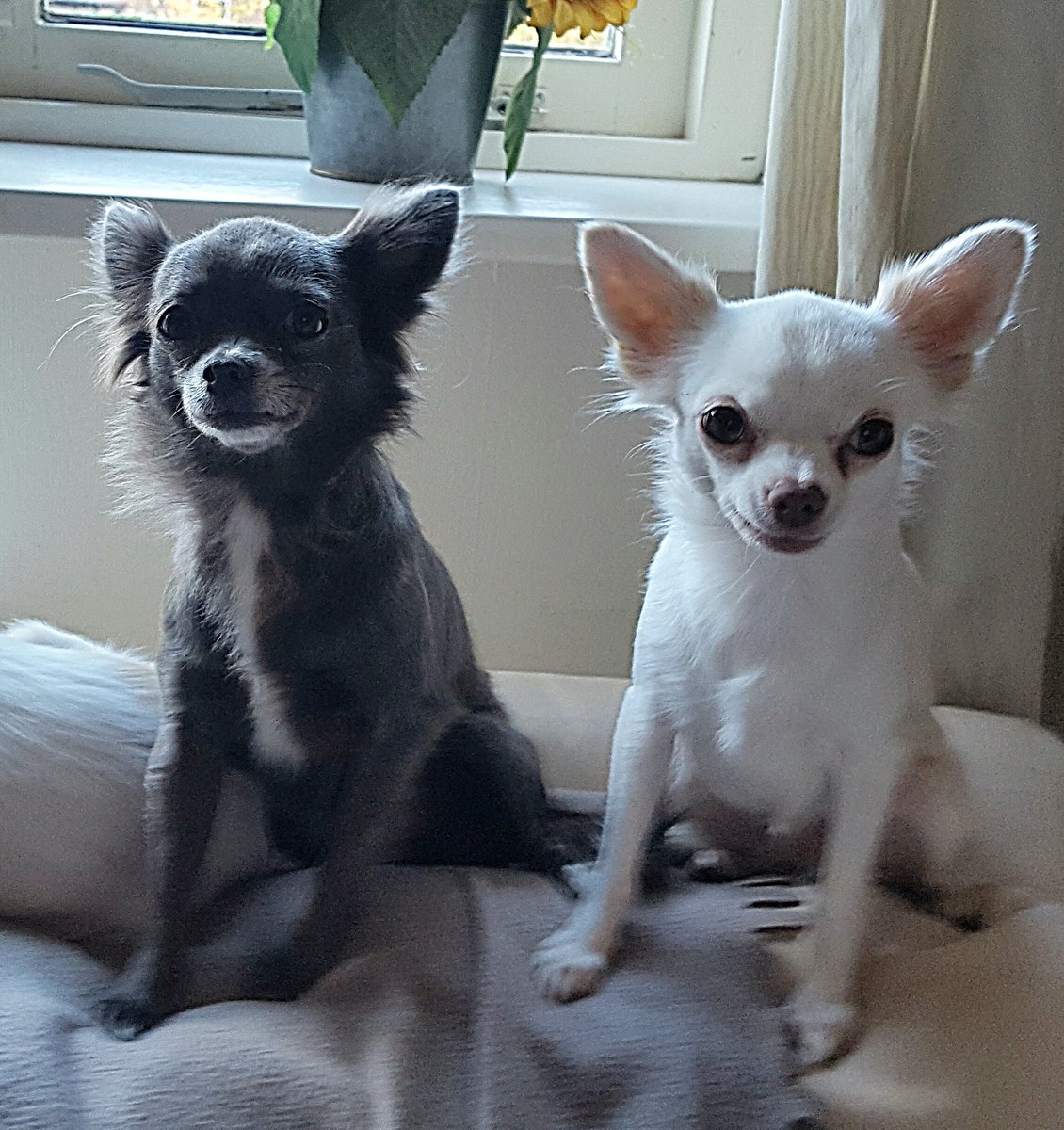 #Goedemiddag #goodafternoon #mypets #Chihuahua #lovedogs #liefde #babys #AnimalDay #animals #animalphoto #dierenfotografie #Photography #mydog #liefleven #Foto #mijndieren