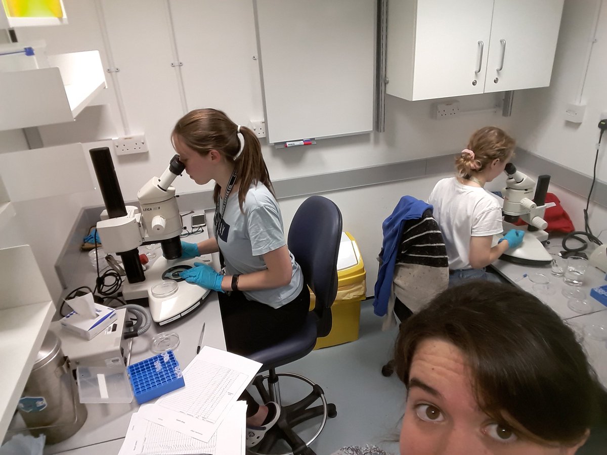 RebekahBoreham's tweet image. #dissectionbuddies #sampleselfie