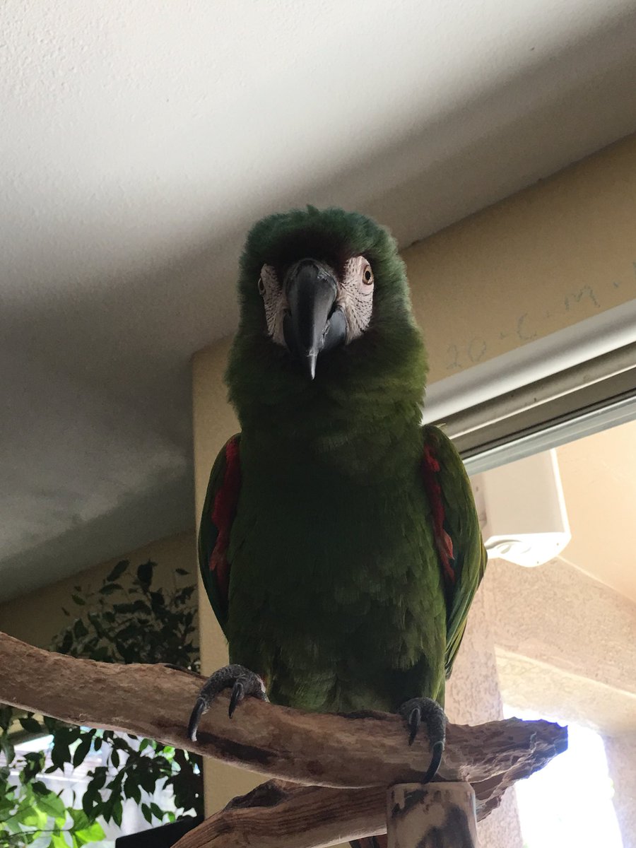 Roblox On Twitter The Green Macaw Was The First Little -