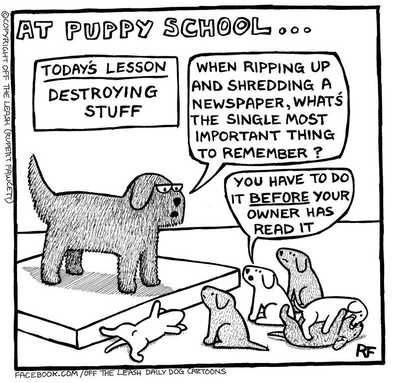 #WorldTeachersDay 

#puppychool #ricksdogdeli #teachthemright #puppylove #dogs