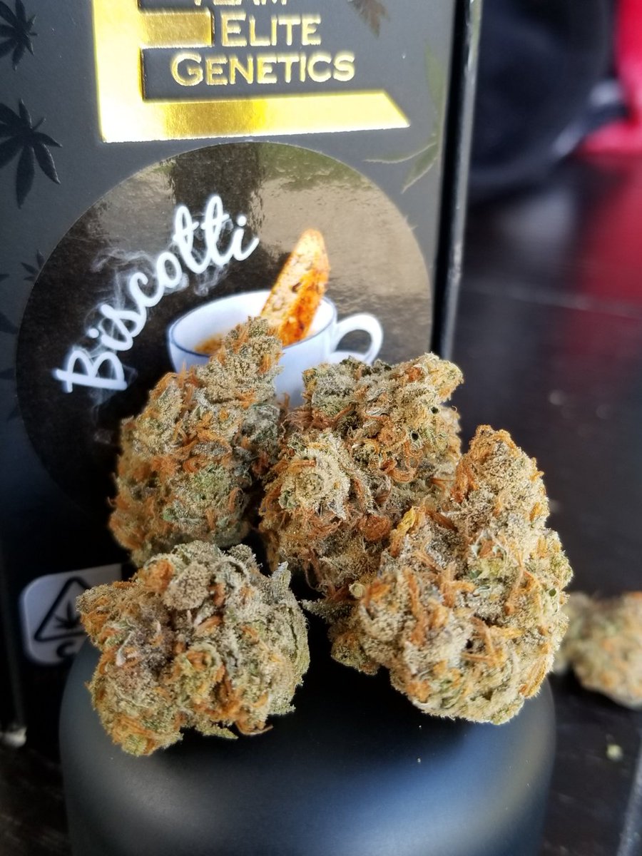 CannaCantina's tweet photo. “BISCOTTI” By Team Elite Genetics! https://t.co/Xobnaf6EIv https://t.co/HWwhUOQgqY