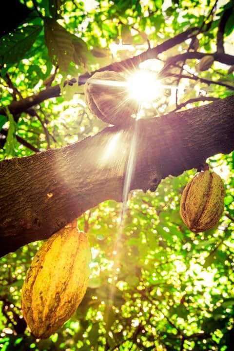 Last tweet from a fantastic day at the <a href="/AcadofChocolate/">Academy of Chocolate</a> conference, discussing the many complex challenges in the supply chain. 

But whether your a chef or consumer...if you buy cheap the industry can’t invest to eradicate the problems.