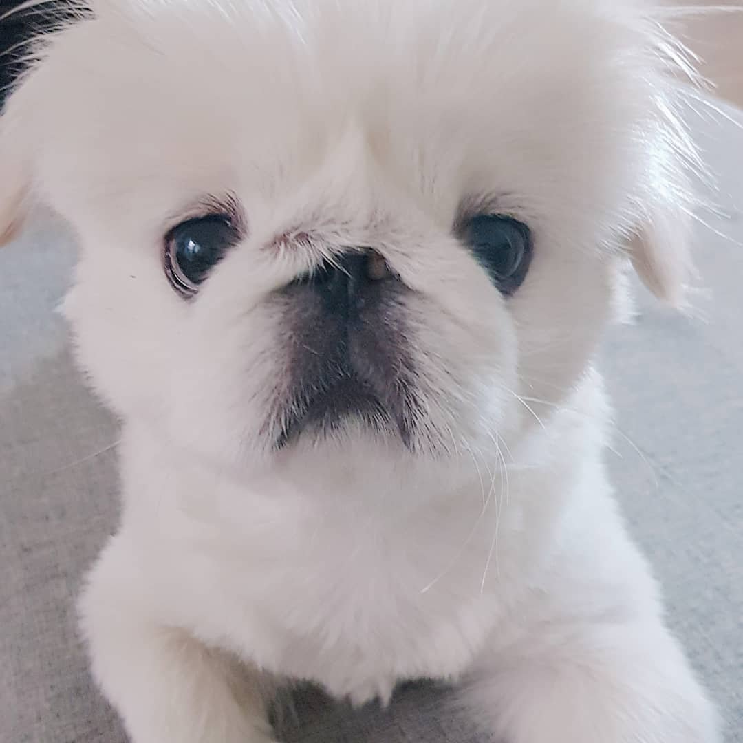 mont_brazil's tweet photo. [#PUSTAGRAM | 01.10.2018]
Bom dia♡

#뿌스타그램 #뿌딩 #Pequinês #PuStar
#Pustargram #dog #dogstargram https://t.co/S98voYeimt