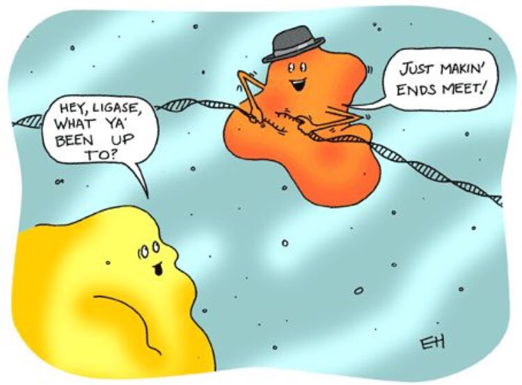 vote_ribo_2018's tweet photo. Just an example of one of many important proteins ribosomes build😉 #VoteRibosome #OrganelleVote2018 #GootAPBio https://t.co/mg69xqz8HL