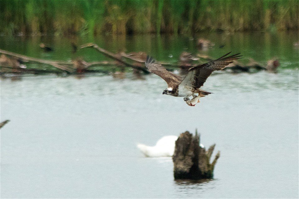 An osprey flew over the Centre on Wed going to Canada Farm Lake! The Centre, Gallery and café remain open from the Shapwick village end so please come and see us despite the road closure from the Westhay side. Please RT, thanks everyone! <a href="/SomersetWT/">Somerset Wildlife Trust</a> <a href="/VisitSomerset/">Visit Somerset</a> <a href="/RSPBHamWall/">RSPB Ham Wall</a>