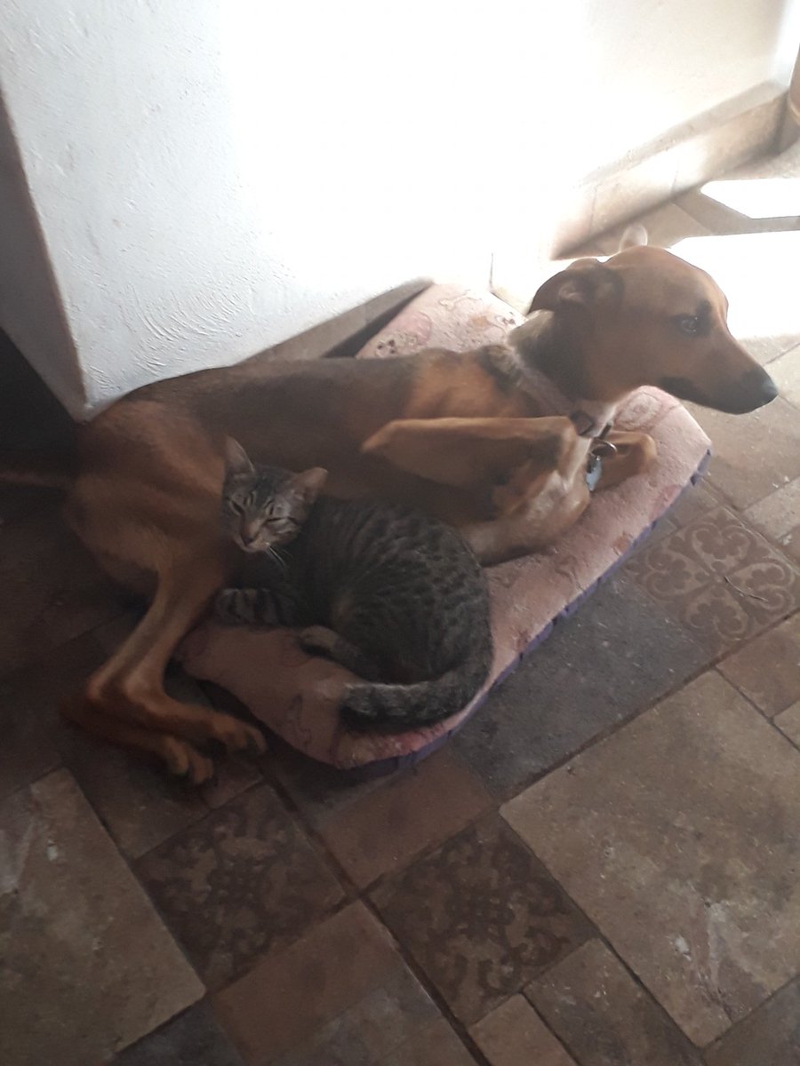 JadenCornelious's tweet photo. How I left the BFFs before I went to bed.. 8hrs later same position 😻❤ #AdoptDontShop #AdoptaNoCompres #Foxyface #disabledstreetpuppy #MinervaMcGonagal #3leggedstreetkitten #thecatthatlived #thedogthatlived https://t.co/Xdn2D93XOV