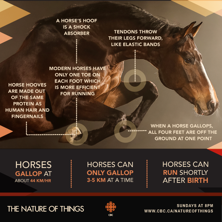 cbcdocs's tweet photo. All thoroughbreds are descended from three 18th-century stallions. Watch @Equustheseries to meet some of the most fascinating and unlikely of the world's 400 breeds Sunday at 8 on @CBC or online now: https://t.co/Brz7UAE5VB https://t.co/raMjZapyxb