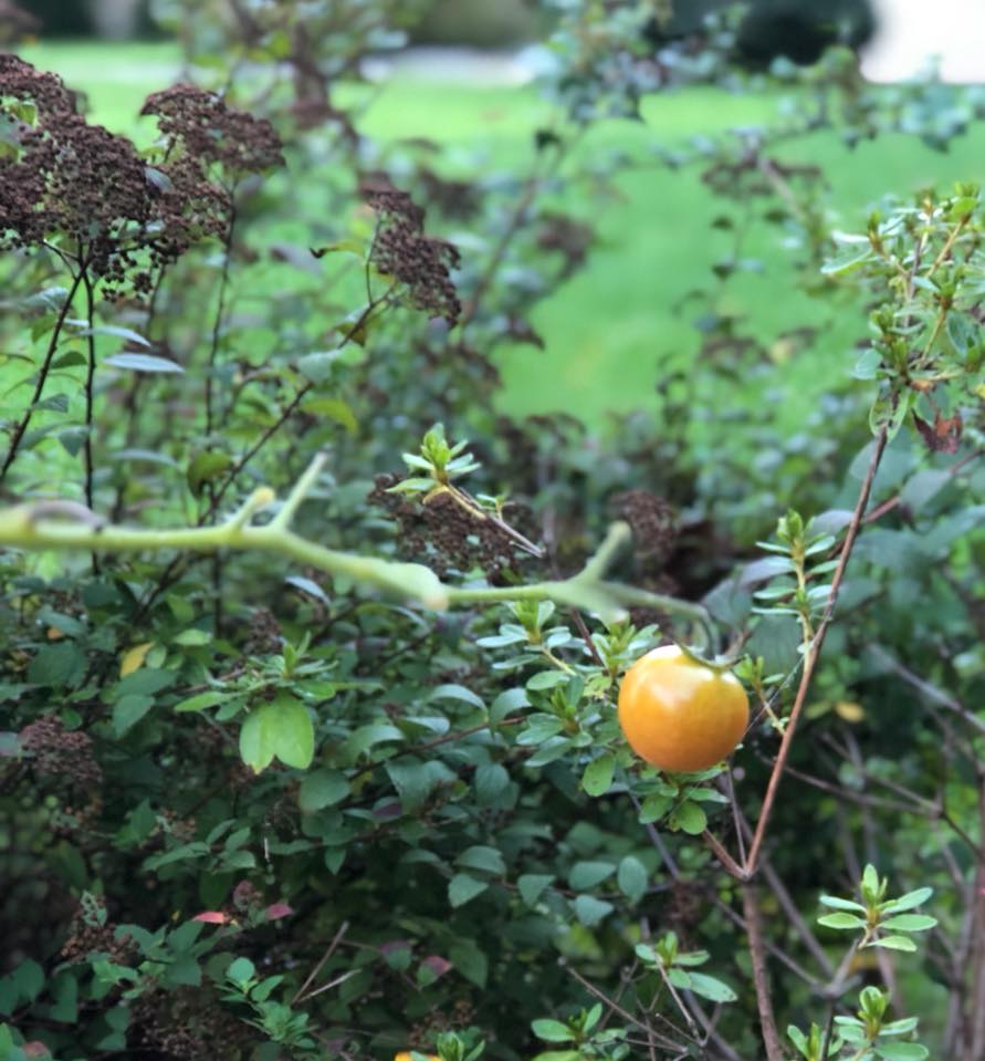 PoppyAustinOrg's tweet image. "what did the tomato say to the other tomato? I will ketchup with you later" They say that humans and nature are closely linked in personalities. Head to our facebook page to read more facebook.com/PoppyAustinOrg/ #wellness #selfcare #mentalhealth #positivity #lookafteryourself #pure