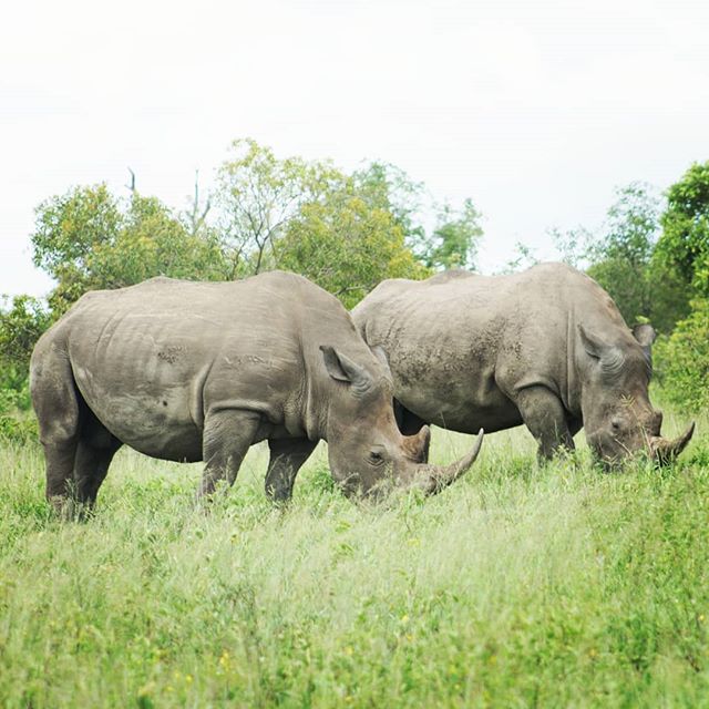The only way to shoot a Rhino is with a camera. No trophy or medication can compare to having these incredible animals alive. Just take a photo and you can experience their majestic grace forever.