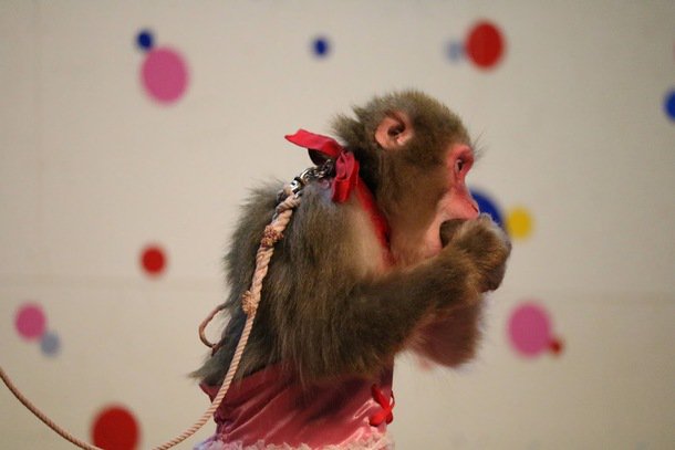 Twitter पर Readyfor レディーフォー 自傷行為を行う猿 鼻を執拗に揺らし落ち着きをなくした象 北日本の 動物園 水族館を調査した際 多くの場所で異常行動を起こしている動物がいることが分かりました これらの調査と記録を日本全体に広げ 動物園 水族館の