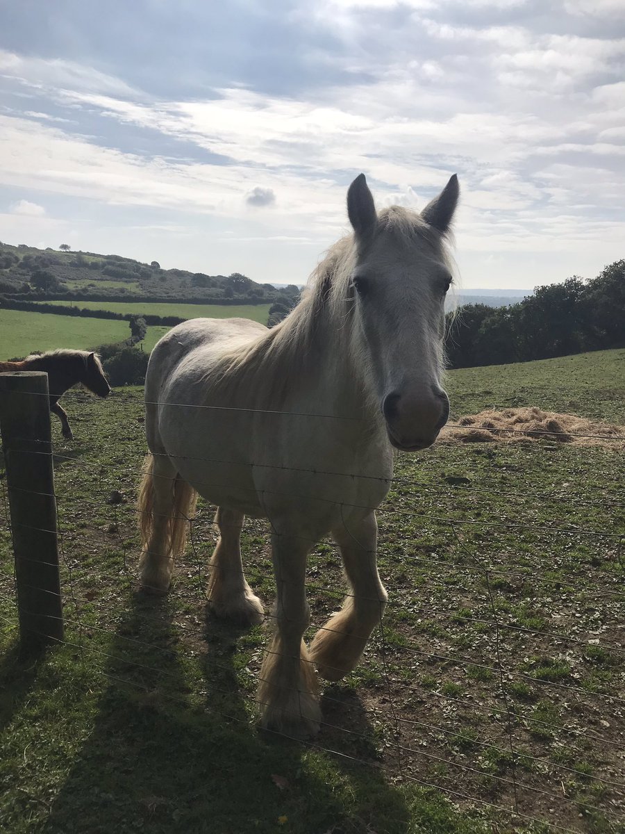 Nothing like a quick lunchtime walk to appreciate our beautiful #Devon countryside (and feed the horses) <a href="/WolfMinerals/">Wolf Minerals Ltd</a> #plymouth #dartmoor #fridayfeeling #VisitDevon #BritainsOceanCity #tourism #beautiful #exercise #10000steps