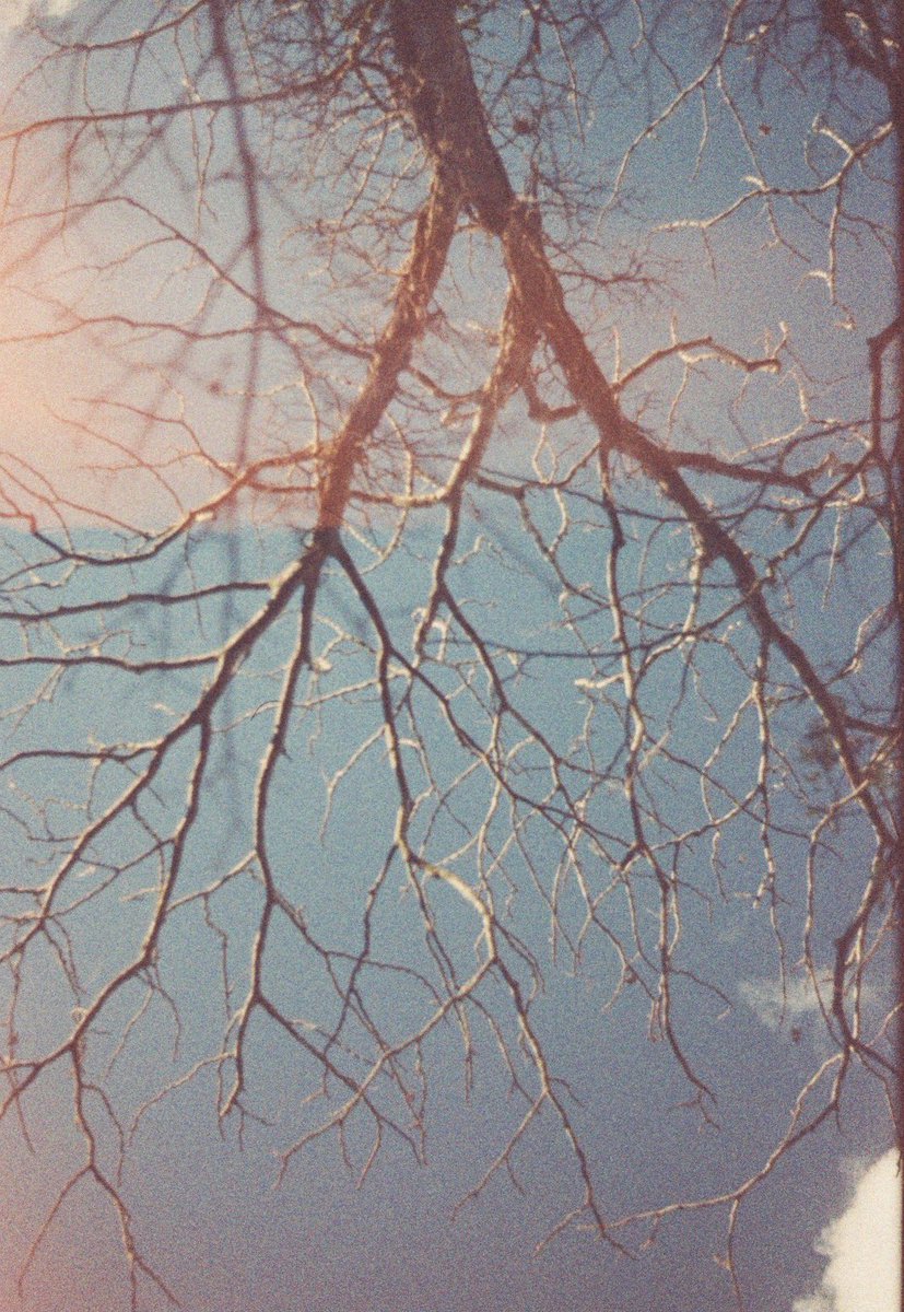 error__slow__'s tweet photo. 日本の四季
#フィルム #フィルム写真
#film #filmphotography https://t.co/Fe0h69JQsy