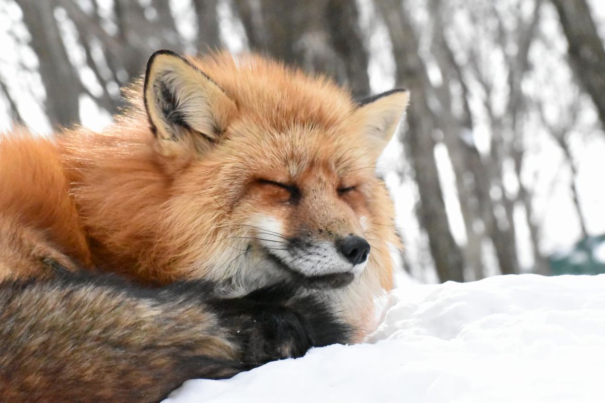 きつねさんは冬の生き物」 さとうおねえさんも断言するほどに冬の
