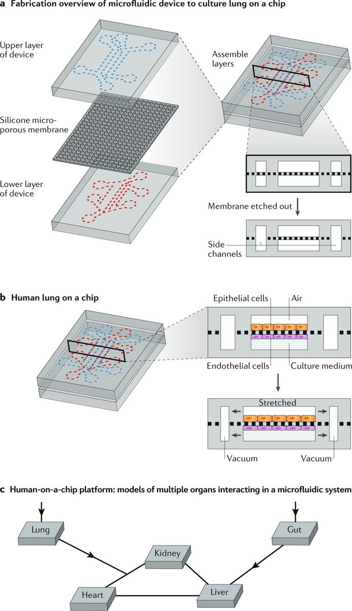 Microfluidics technologies for organ-on-a-chip applications go.nature.com/2nkYdYj  Figure from our #Review: 'Stem cell bioengineering: building from stem cell biology' by <a href="/MTewary/">Mukul Tewary</a> <a href="/nika_shakiba/">Nika Shakiba</a> and <a href="/PZandstra/">Peter Zandstra</a>