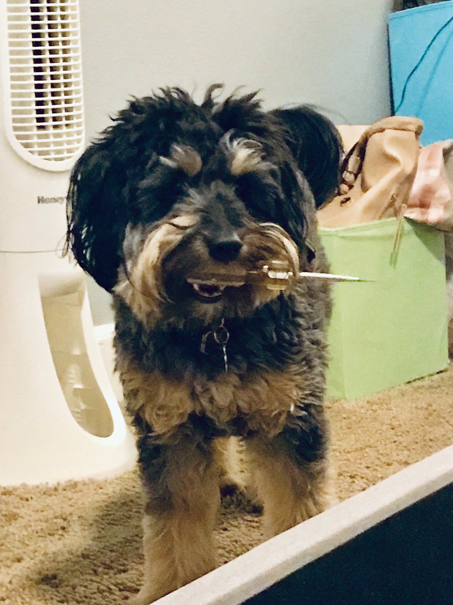 OtisBrave's tweet photo. Sometimes my peoples need assistance. I��m here to help! #puppypro #dogswithtools #whoneedsthumbs #mamasboy #miniaussiepoo #bighelper https://t.co/D7PSJGkMwY