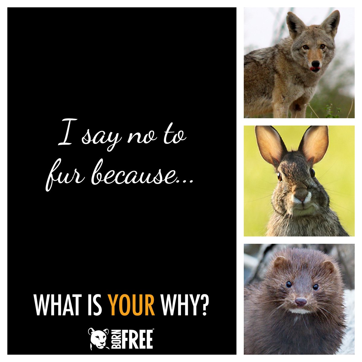 BornFreeUSA's tweet photo. Tell Born Free: Why do YOU say no to #fur? 

#SayNoToFur #FurFree #NoFur #TellUsYourWhy https://t.co/1eC53YEDDT